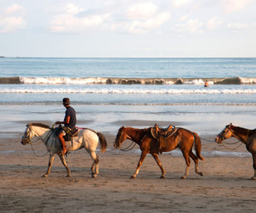 Pferde am Strand von Samara in Costa Rica