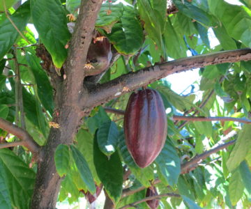 Kakaofrucht am Baum