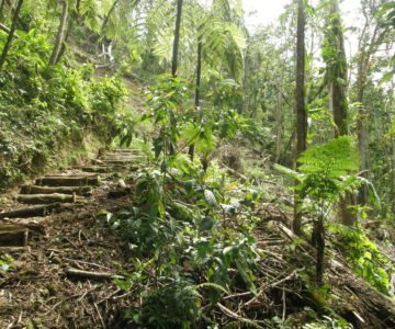 Wanderweg im Regenwald auf Dominica