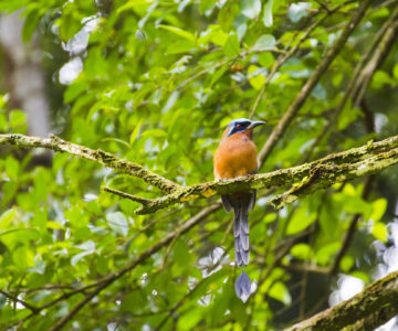 Orange farbener Vogel auf einem Baum in Tobagos Regenwald