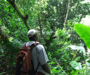 Wandern mit Sriber im Regenwald auf Montserrat