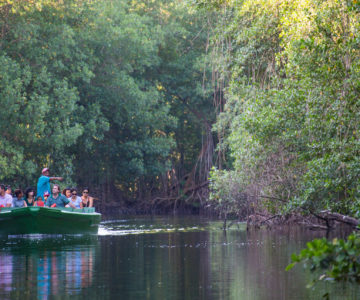 Bootsfahrt in den Caroni Sümpfen auf Trinidad