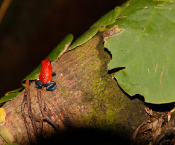 Ein Blue Jeans Frosch auf einem Baumstamm sitzend