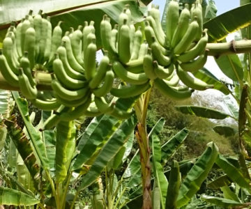 Bananenstauden im Bananenmuseum auf Martinique