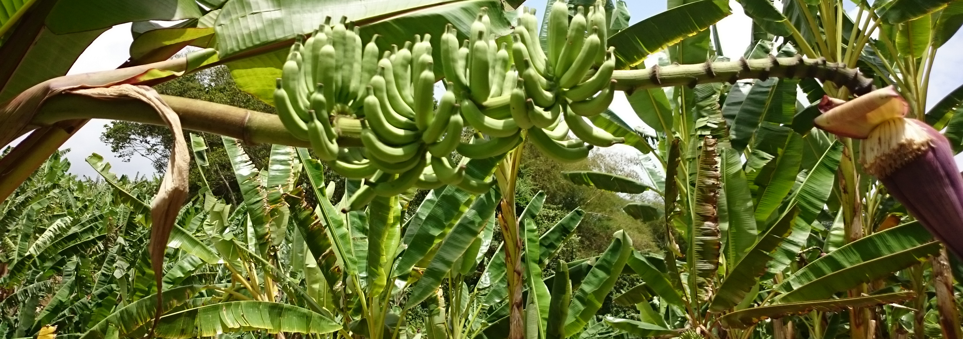 Bananenstauden im Bananenmuseum auf Martinique