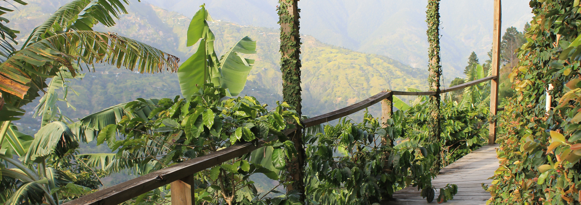 Holzweg in den Blue Mountains mit Blick auf die umliegenden Berge, Jamaica