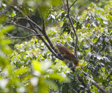 Ara im Regenwald von St. Vincent