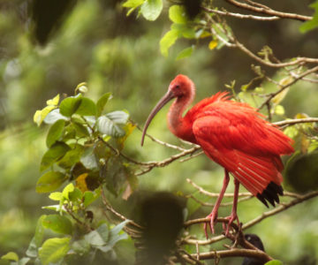 Ein roter Ibis sitzt im Baum im Caroni Bird Sanctuary auf Trinidad