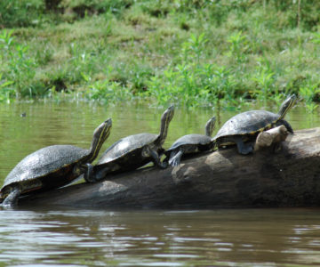 Süßwasserschildkröten auf einem Baumstamm im Wasser