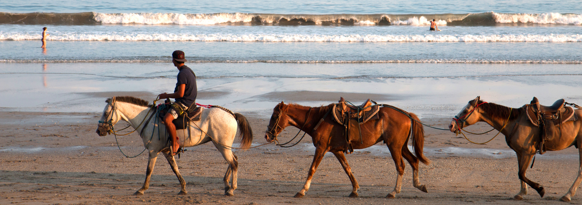 Pferde am Strand von Samara in Costa Rica