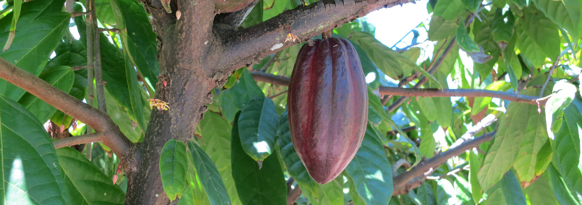 Kakaofrucht am Baum