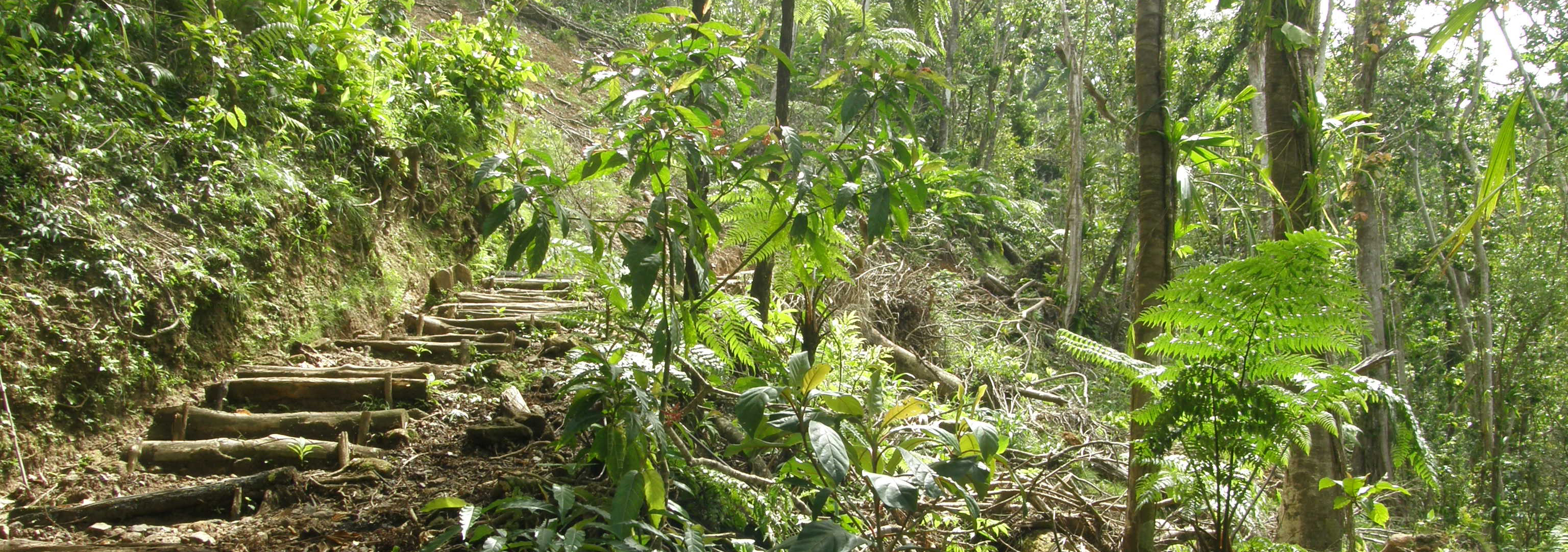 Wanderweg im Regenwald auf Dominica