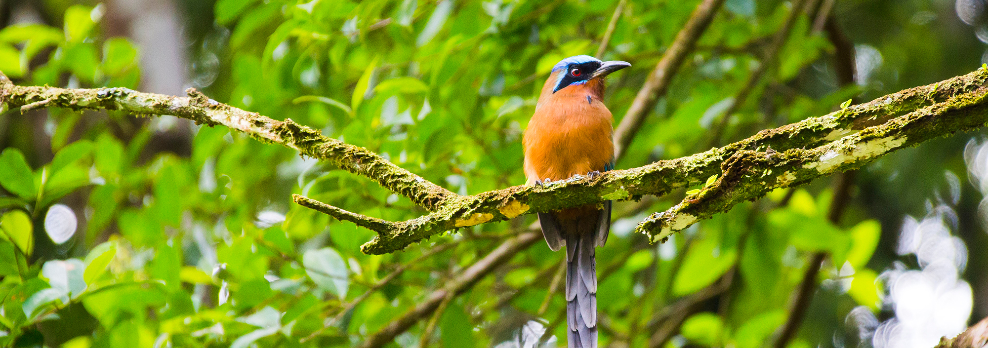 Bunter Vogel auf einem Ast im Regenwald