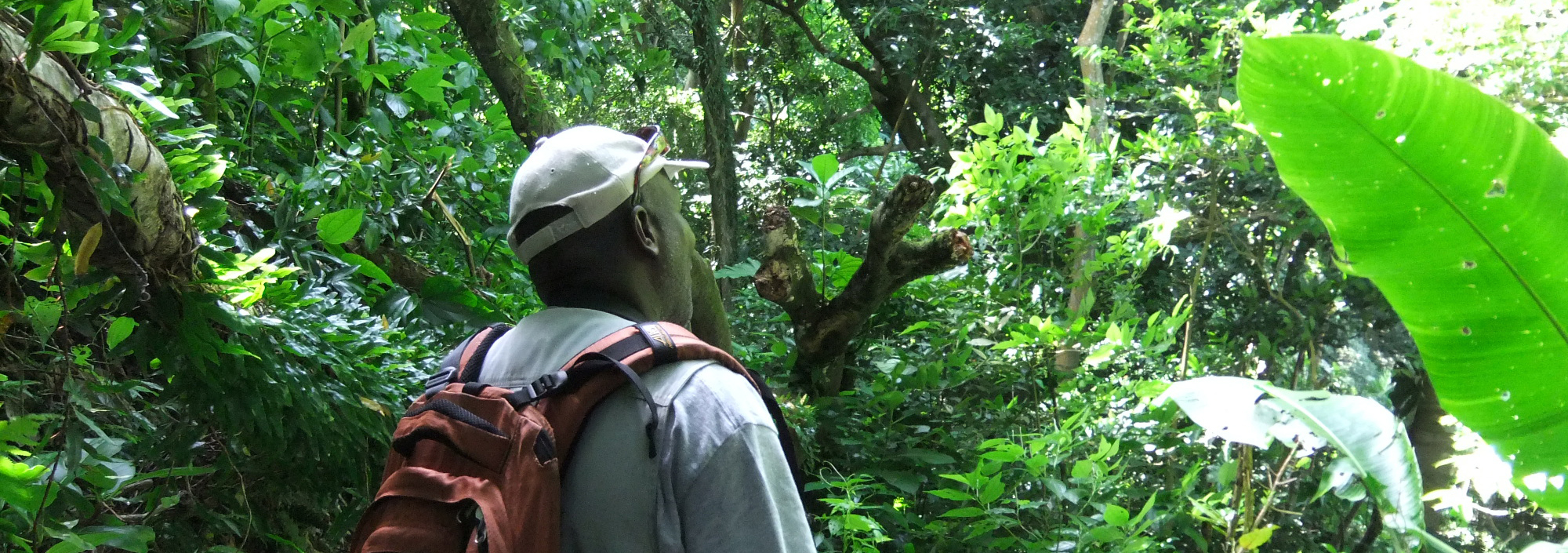 Wandern mit Sriber im Regenwald auf Montserrat