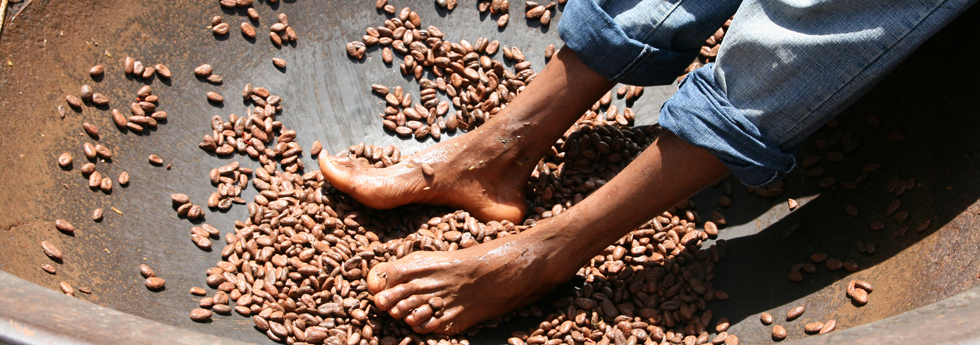Kakaobohnen in einer großen Schüssel, die mit Füßen bearbeitet werden, Saint Lucia