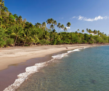 Der natürliche Strand der Anse Couleuvre auf Martinique