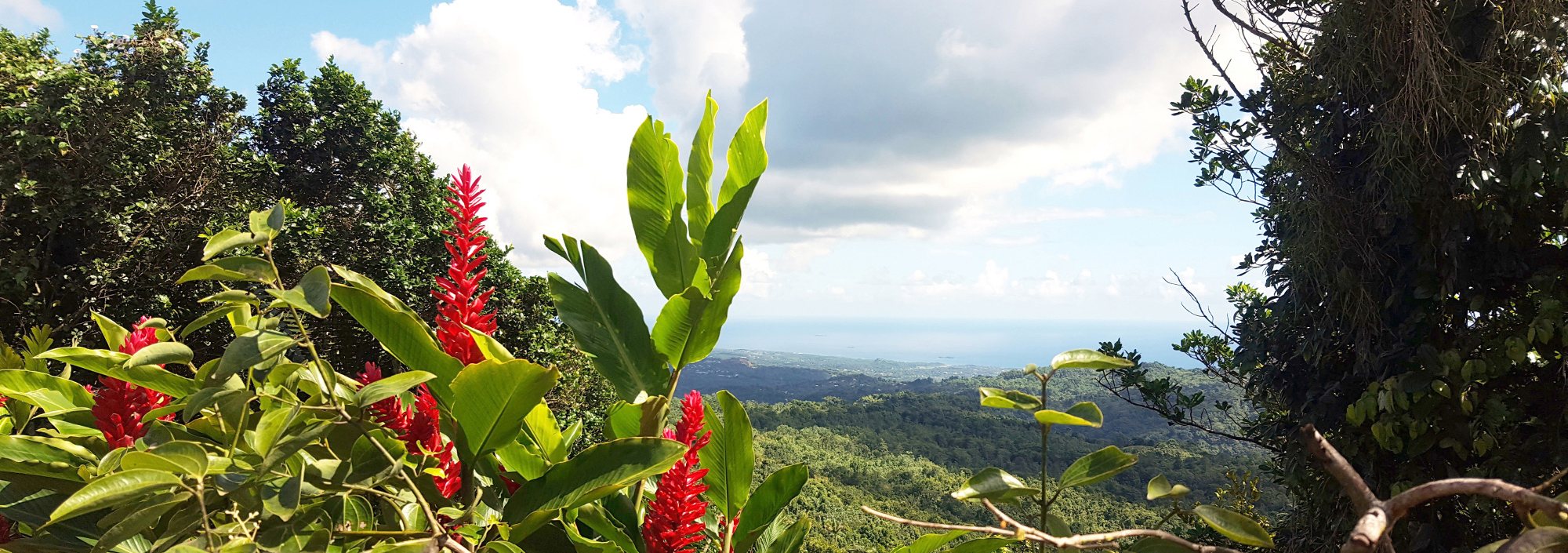 Blick aus den Bergen über den Regenwald Grenadas