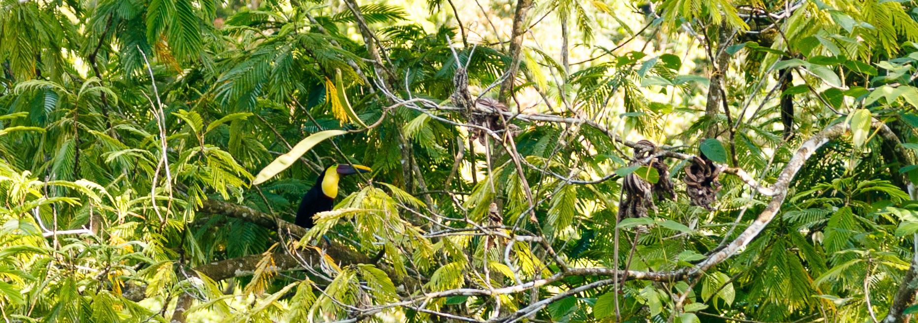 Tukan im Baum im Regenwald Costa Ricas