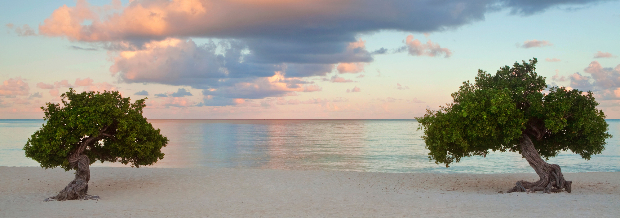 Divi Divi Bäume am weißen Sandstrand von Aruba