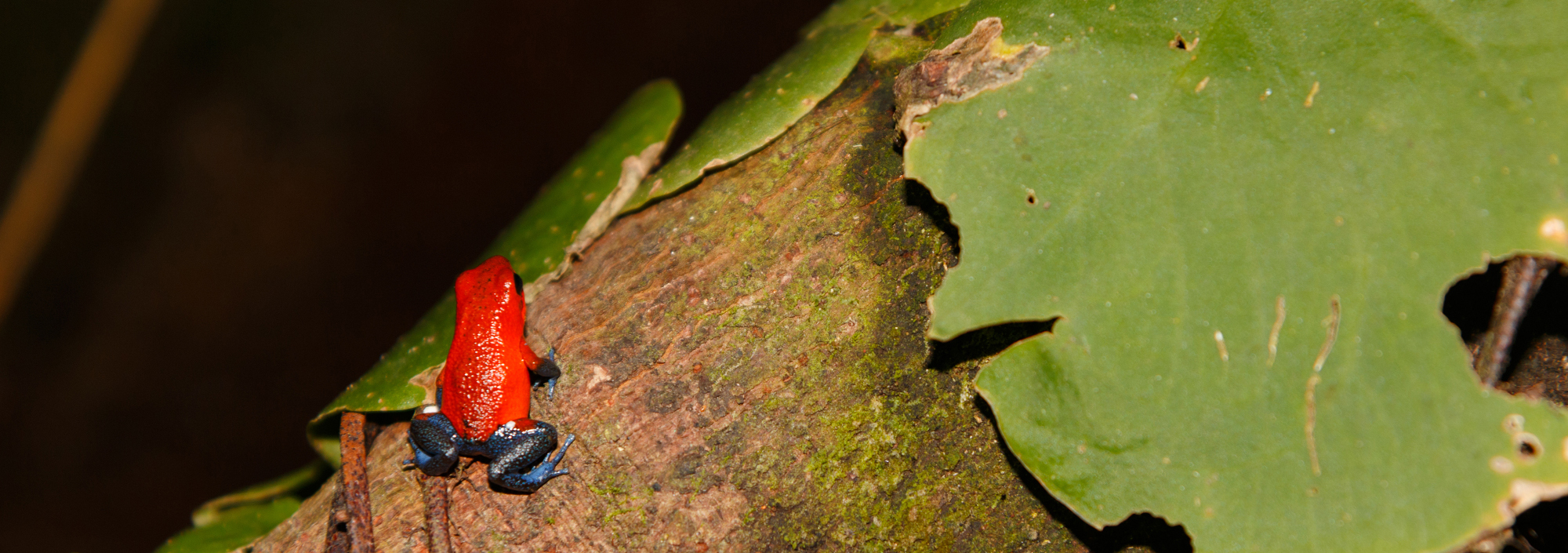 Blue Jeans Frosch im Regenwald