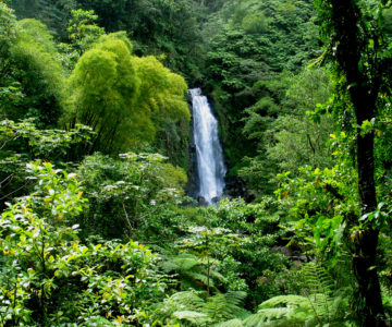 Trafalgar Falls - Wasserfall auf Dominica mitten im Regenwald