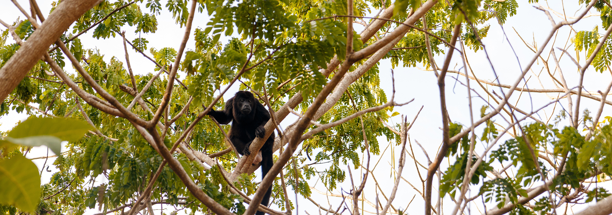 Brüllaffe in Guanacaste in Costa Rica im Trockenwaldbaum