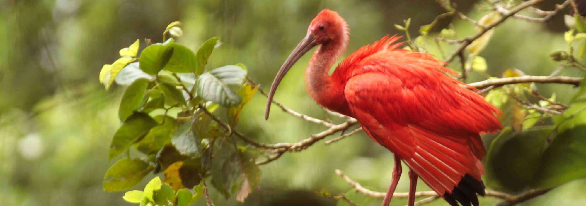 Roter Ibis auf Trinidad
