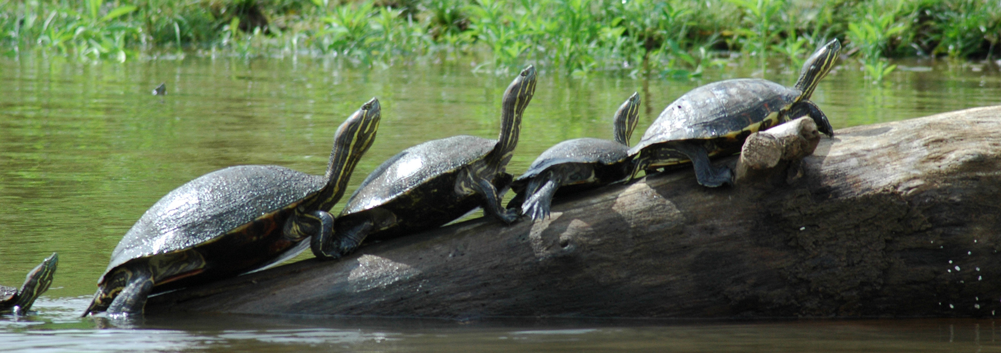 Wasserschildkröten auf einem Stamm am Fluss in Costa Rica