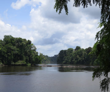Regenwald Surinames am oberen Surinamefluss nördlich von Danpaati
