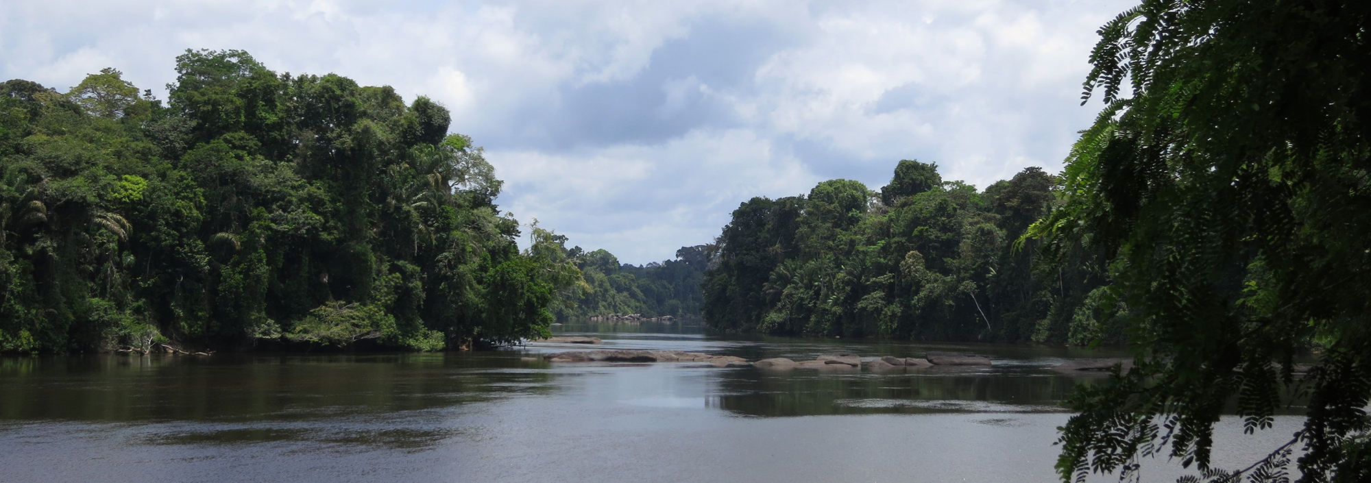 Am oberen Surinamefluss inmitten des Regenwalds von Suriname