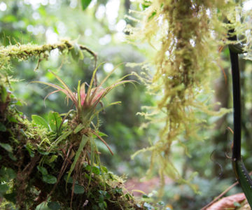 Moosbewachsener Baum mit Blume im Nebelwald, Costa Rica