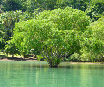 Küste am Golfo Dulce im Süden von Costa Rica