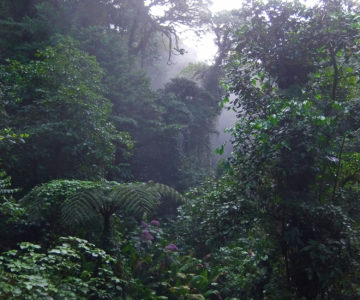 Nebeldurchzogene Wälder von Monteverde, Costa Rica