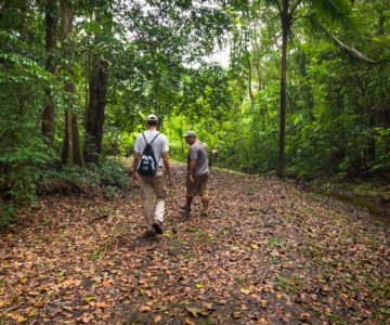 Zu Fuß unterwegs im Tieflandregenwald