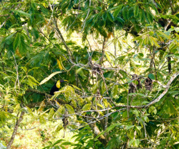 Tukan im Baum in Costa Rica
