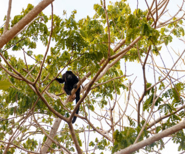 Ein Brüllaffe im Trockenwald bei Tambor, Costa Rica