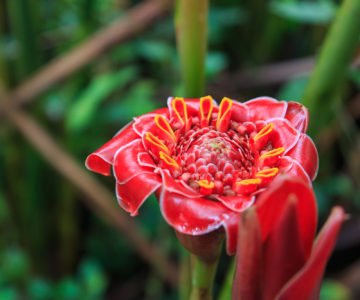 Rote Wachsblume in Costa Rica