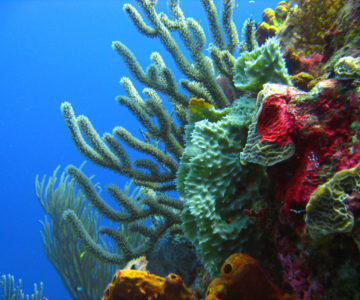 Korallen unter Wasser auf Curacao