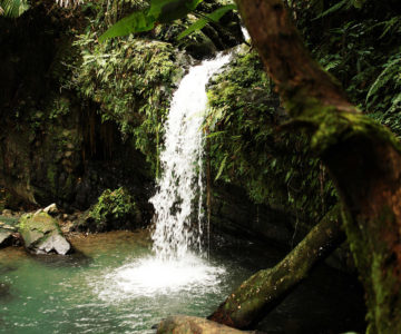 Wasserfall im El Yunque Park auf Puerto Rico