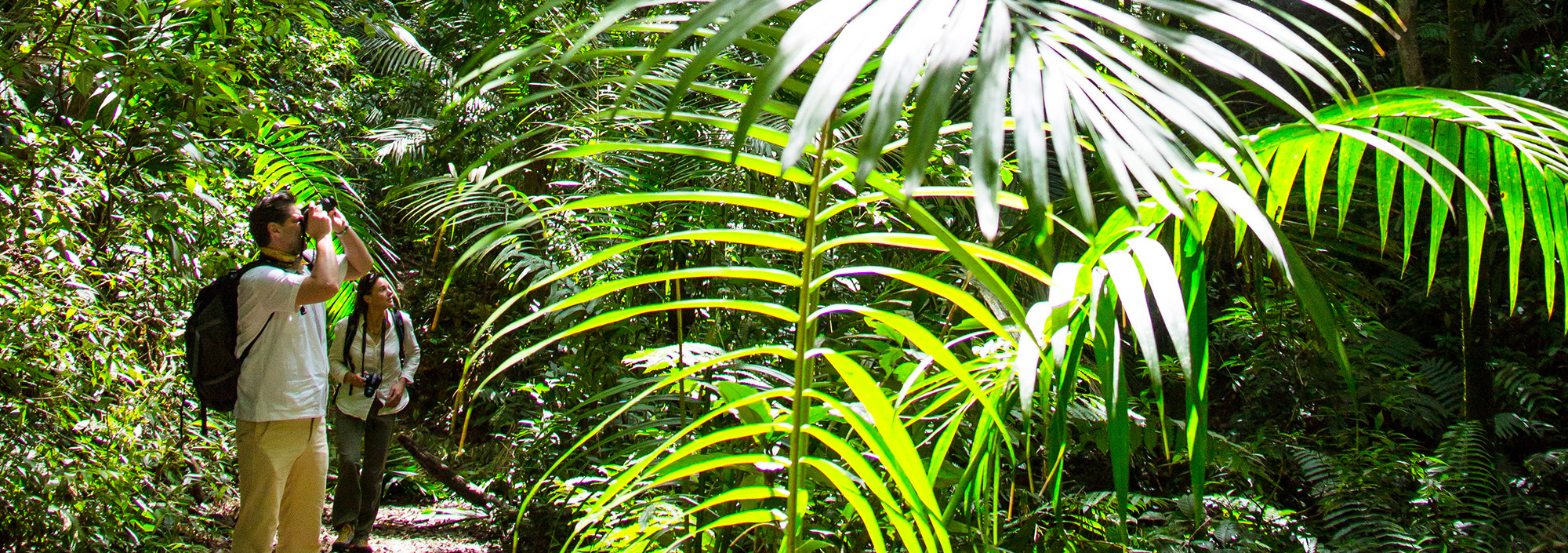 Wanderer im Regenwald auf Tobago