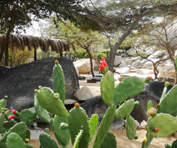 Kakteen in den Casibari Felsen auf Aruba