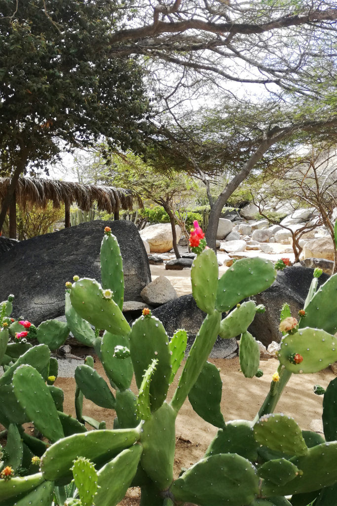 Entdeckung blühender Kakteen in den Casibari Felsen, Aruba