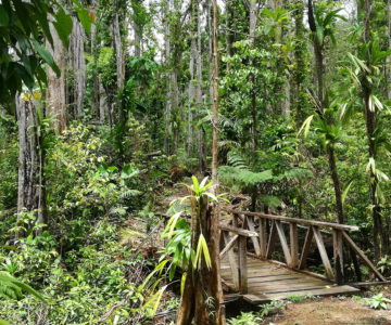 Holzbrücke eines Wanderwegs durch den Regenwald auf Dominica