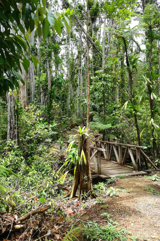 Auf zur Wandertour im Regenwald von Dominica