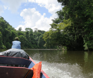 Bootsfahrt zur Danpaati Lodge im Regenwald, Suriname