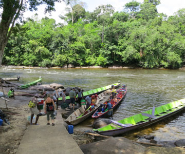 Bootsanleger im Regenwald von Suriname