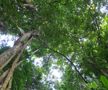 Unendliches Grün im Regenwald Surinames