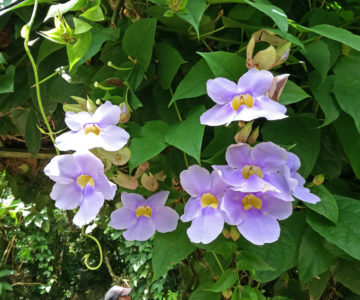 Lila Blumen auf Saba