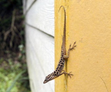 Gecko an einer gelben Hauswand