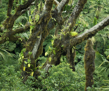 Moosbewachsene Bäume im Regenwald von Saba